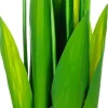 Tulipany Florino 96 (12szt.)